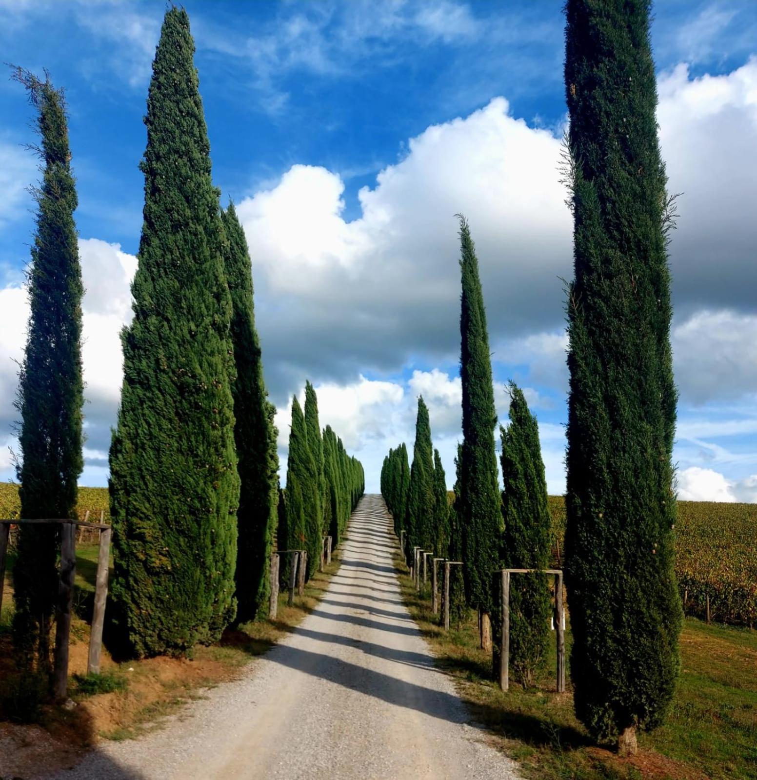 House With A View In Tuscany San Gusme Exterior foto